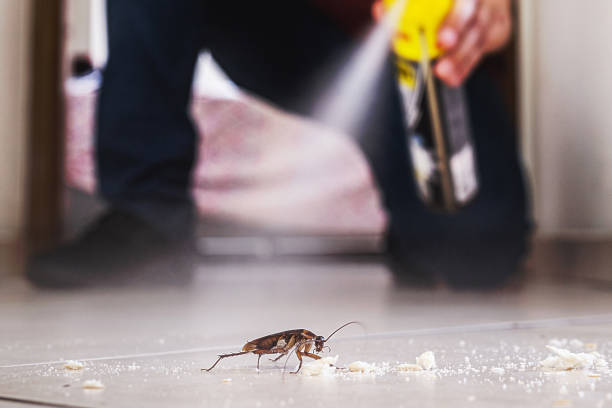 Best Spider Control Near Me  in Suncoast Estates, FL