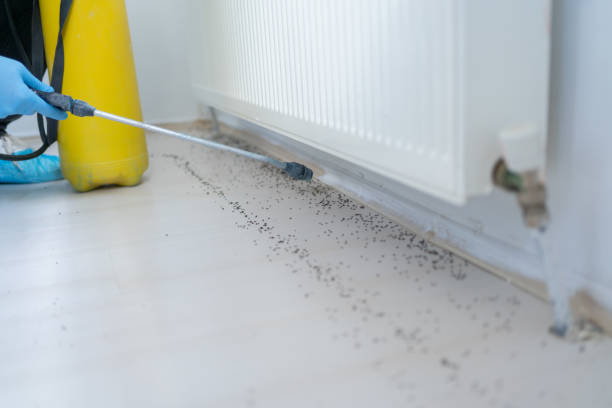 Best Flea Control Services  in Suncoast Estates, FL