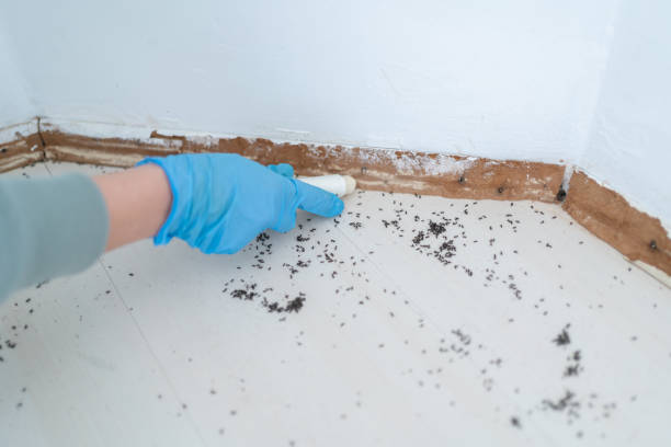 Best Ant Control Services  in Suncoast Estates, FL